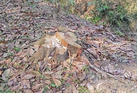 Forest Dept gripped in Corruption: Over two thousand trees cut, smuggled in last 3 days in Madhupur Forest Dept gripped in Corruption: Over two thousand trees cut, smuggled in last 3 days in Madhupur